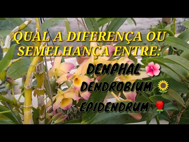 DENPHAL + DENDROBIUM + EPIDENDRUM 🌺 QUAL A DIFERENÇA OU SEMELHANÇA ENTRE  ELAS? - thptnganamst.edu.vn