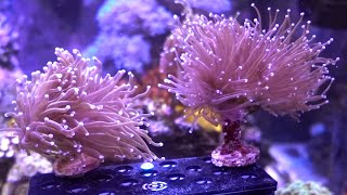 Re-plugging Torch Corals / Responses to last week's video. screenshot 3