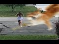 Trumpet Dog