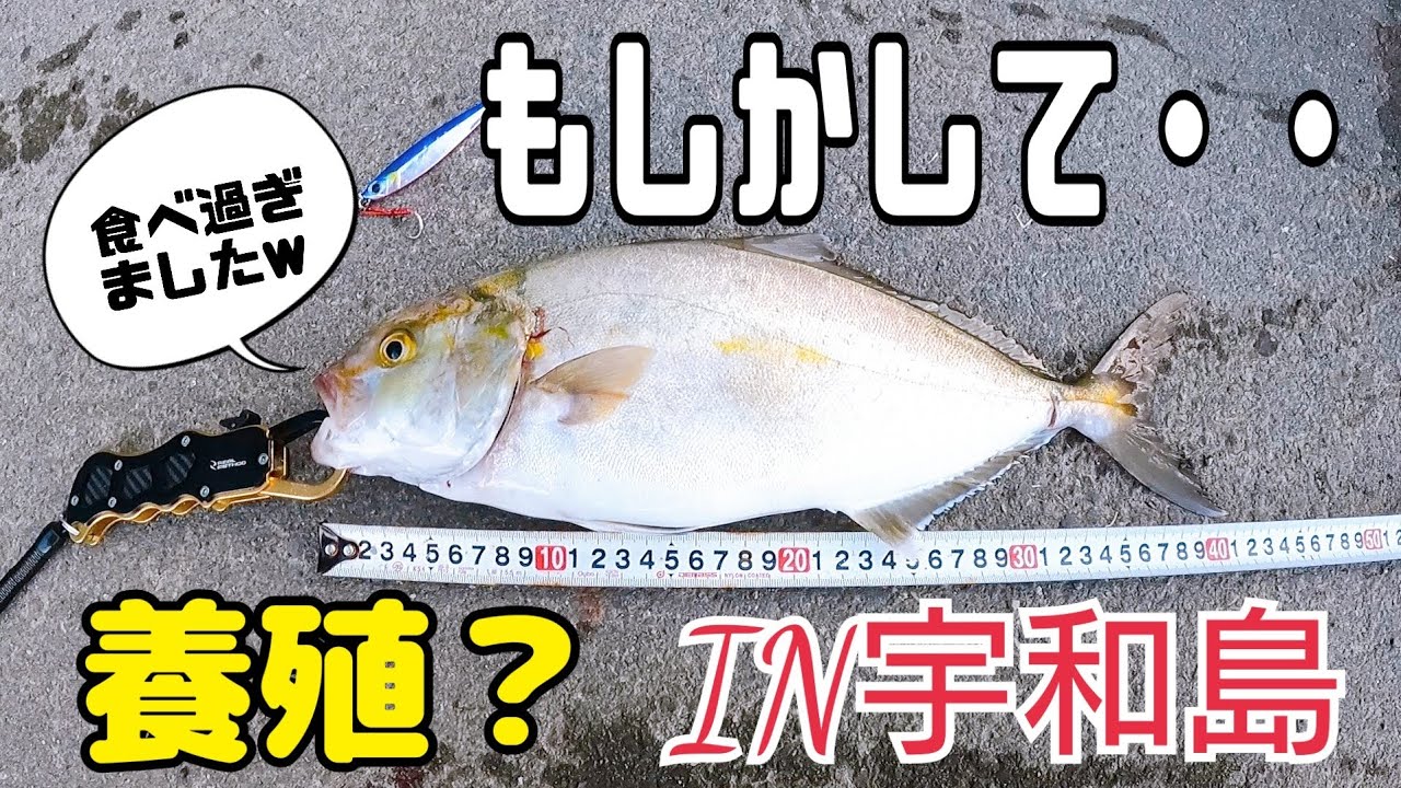 Lsg 愛媛県宇和島でやたらメタボなネイリが釣れました Youtube Lsg 愛媛県宇和島でやたらメタボなネイリが釣れました Youtube
