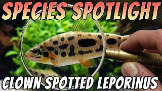 Clown Spotted Leporinus - Leporinus nijsseni - Freshwater Fish Room Tour Aquarium Profile Thumbnail