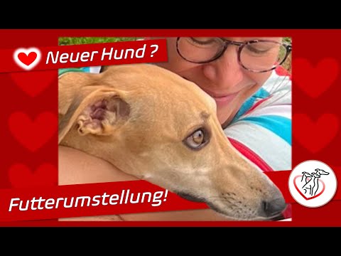 Futterumstellung für einen neuen Hund – willkommen im Rudel, Linus! ❤️
