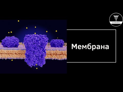 Бейне: Мембраналық күртешені қалай жуу керек: мүмкіндіктері мен ұсыныстары