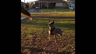 Slow motion Australian stumpy tail cattle dog