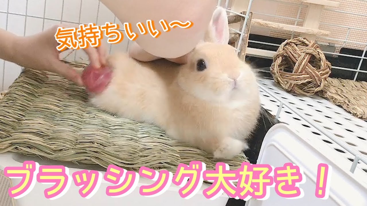 うさぎ 飼い 方