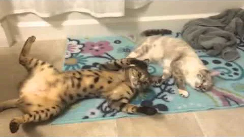Watch the video about Silly f2 savannah play fighting on his back