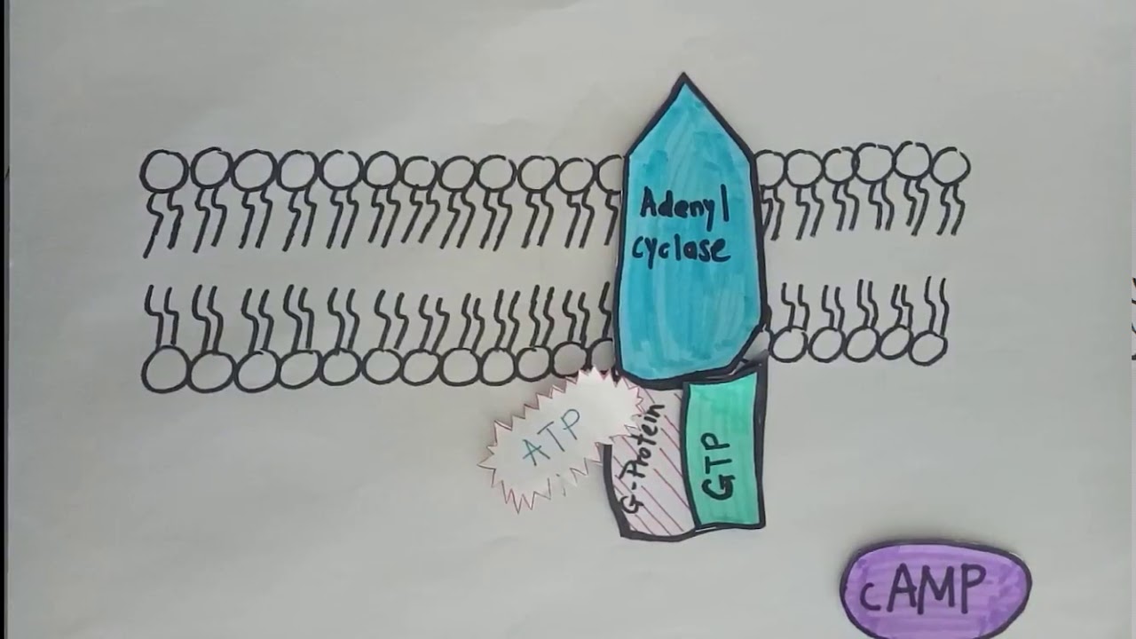 Signal Transduction (Fight or Flight) Epinephrine YouTube