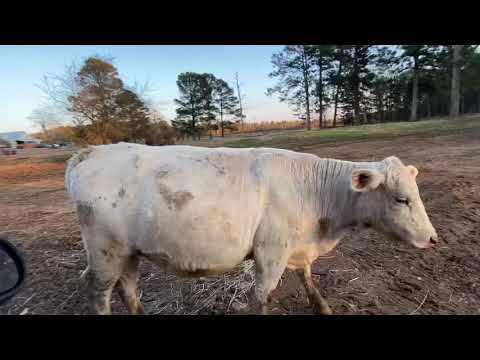 Video: Fistulated Cows - Ang Mga Santo Ng Daigdig Ng Mga Hayop - Pagpapagaling Ng Masakit Na Baka Na May Maayong Baka