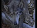 Shaman - Odda Mailbmi