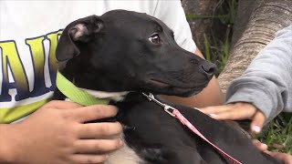 Pet Safety Tips for the 4th July Fireworks