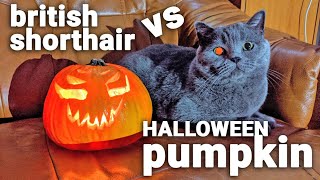 British Shorthair vs HALLOWEEN PUMPKIN by The Famous Tom 56 views 3 years ago 1 minute, 26 seconds