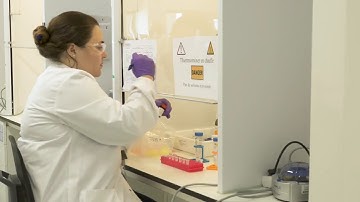 Ask the Expert: How to generate a high-producing cell line in fast-track mode?