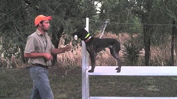 Teach Your Dog To Fetch - Trained Retrieve - Other Dogs Learning To Hold New Objects