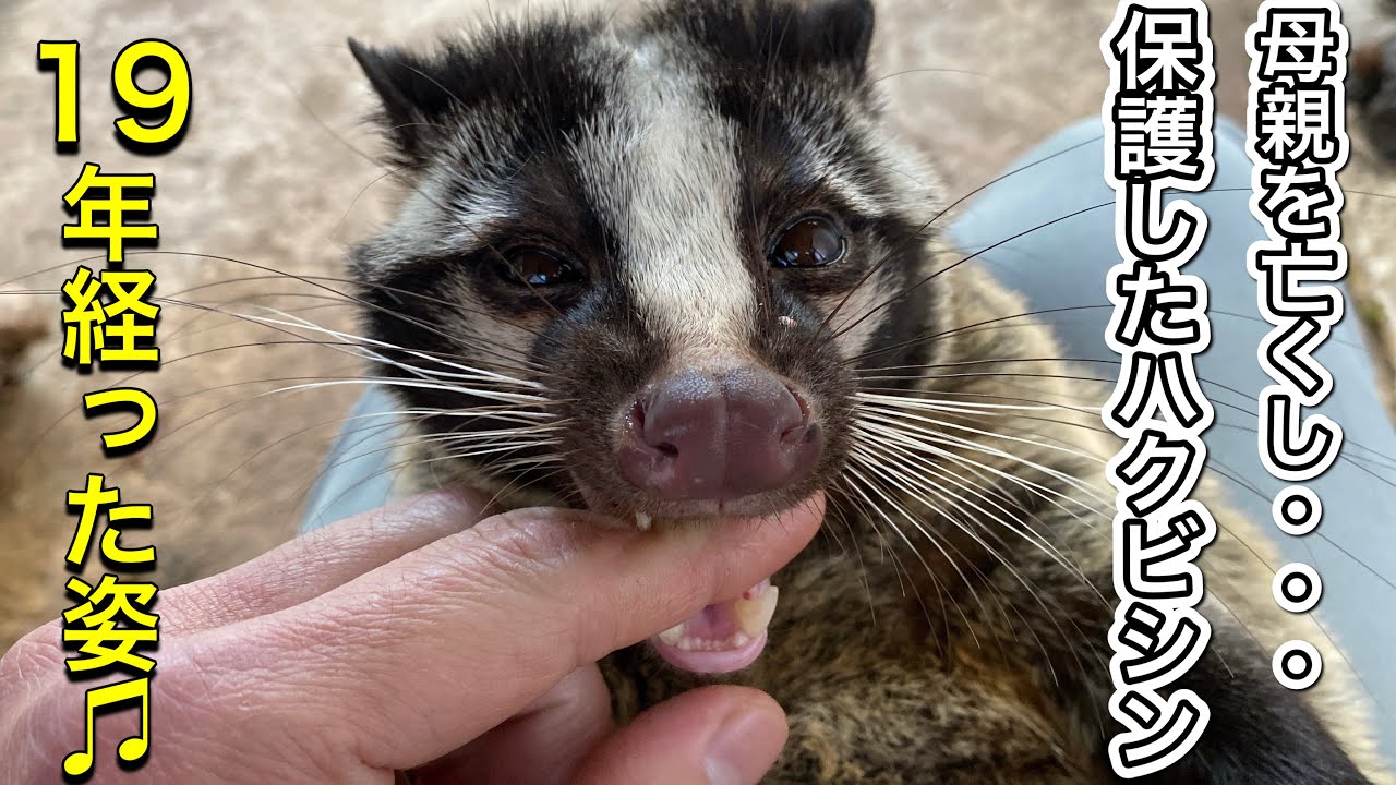 保護して19年！！今年も厳しい冬を乗り越えて元気な姿を見せてくれたハクビシンのハクちゃん♪