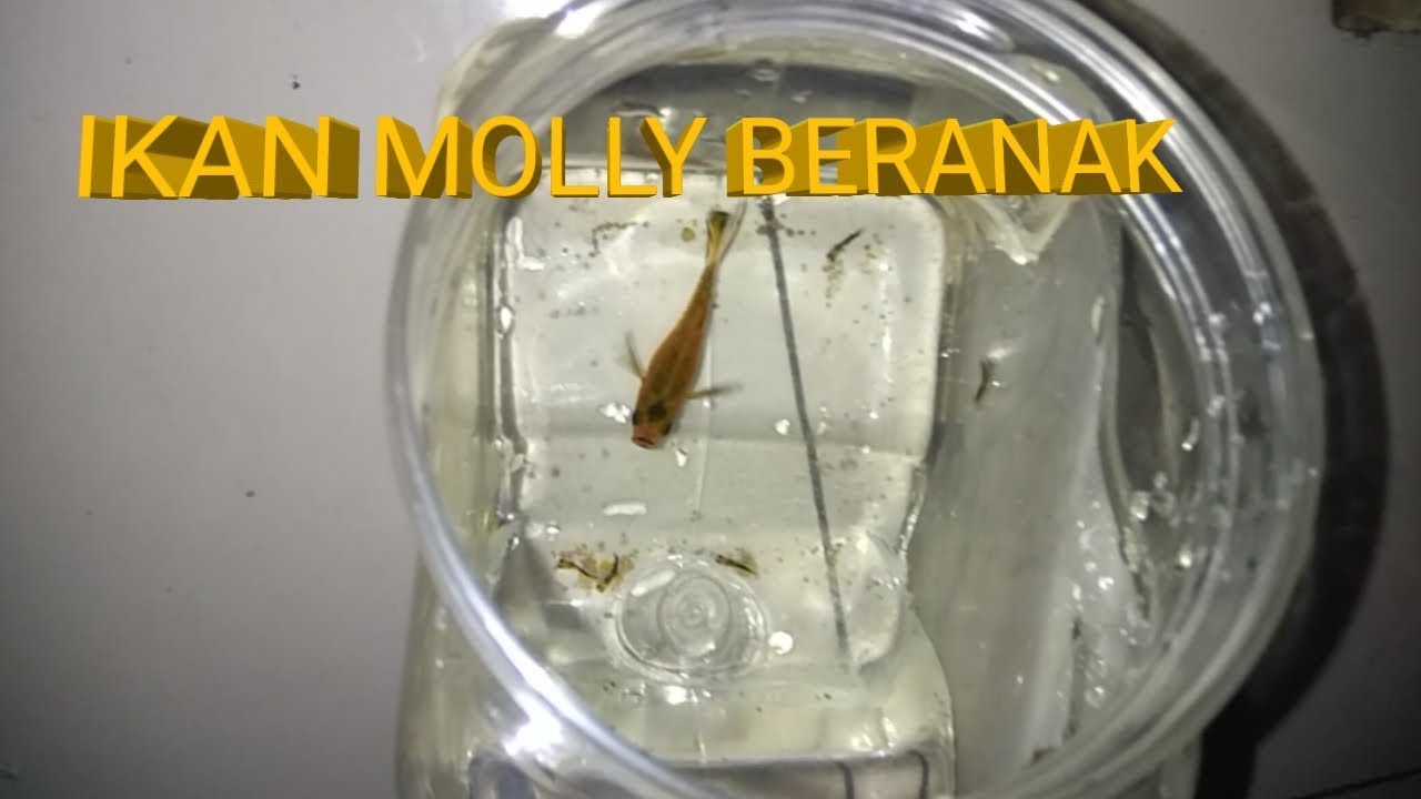 Ikan molly beranak/cara ternak ikan molly blackgold 