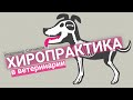 Хиропрактика в ветеринарии