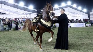 الخواجة مجد مركز اول خيول مسجلة و محمد البراجيلي مهرجان الشرقية لأدب الخيول العربية 2022