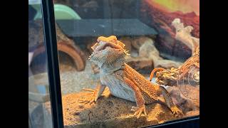 Alaska Reptile and Exotics Expo 2026