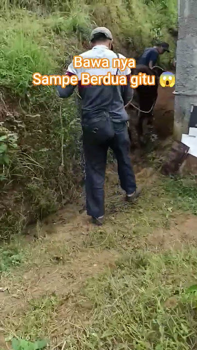 Sampai kewalah di bawa berdua #sobatngarit #sapi #feedshorts