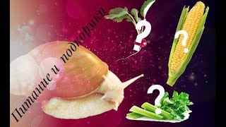 Питание улиток Ахатин | Подкормки | Белок | Кальций | Всё о еде улиток 🐌🥬 Уход за Ахатинами