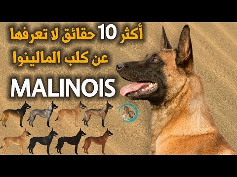 فيديو: ما هي شعيرات الكلاب؟