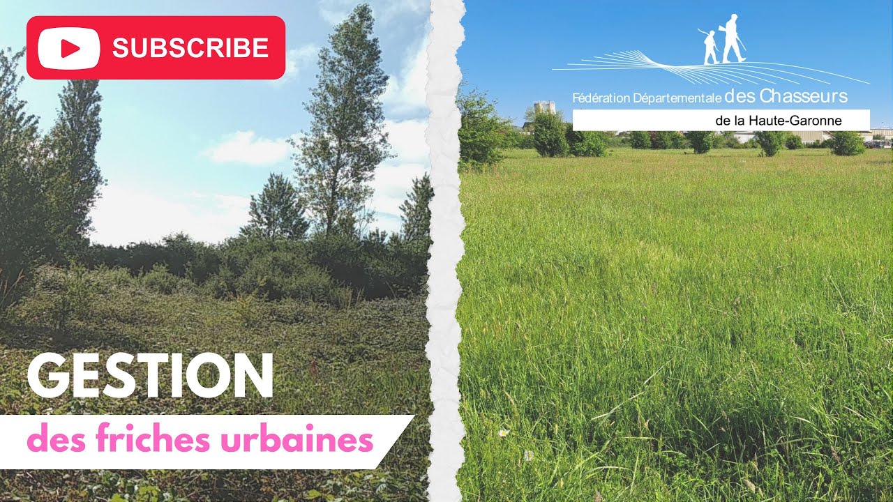 [ENVIRONNEMENT] Sanglier en ville : passer de la gestion de l'espèce à la gestion de l'habitat