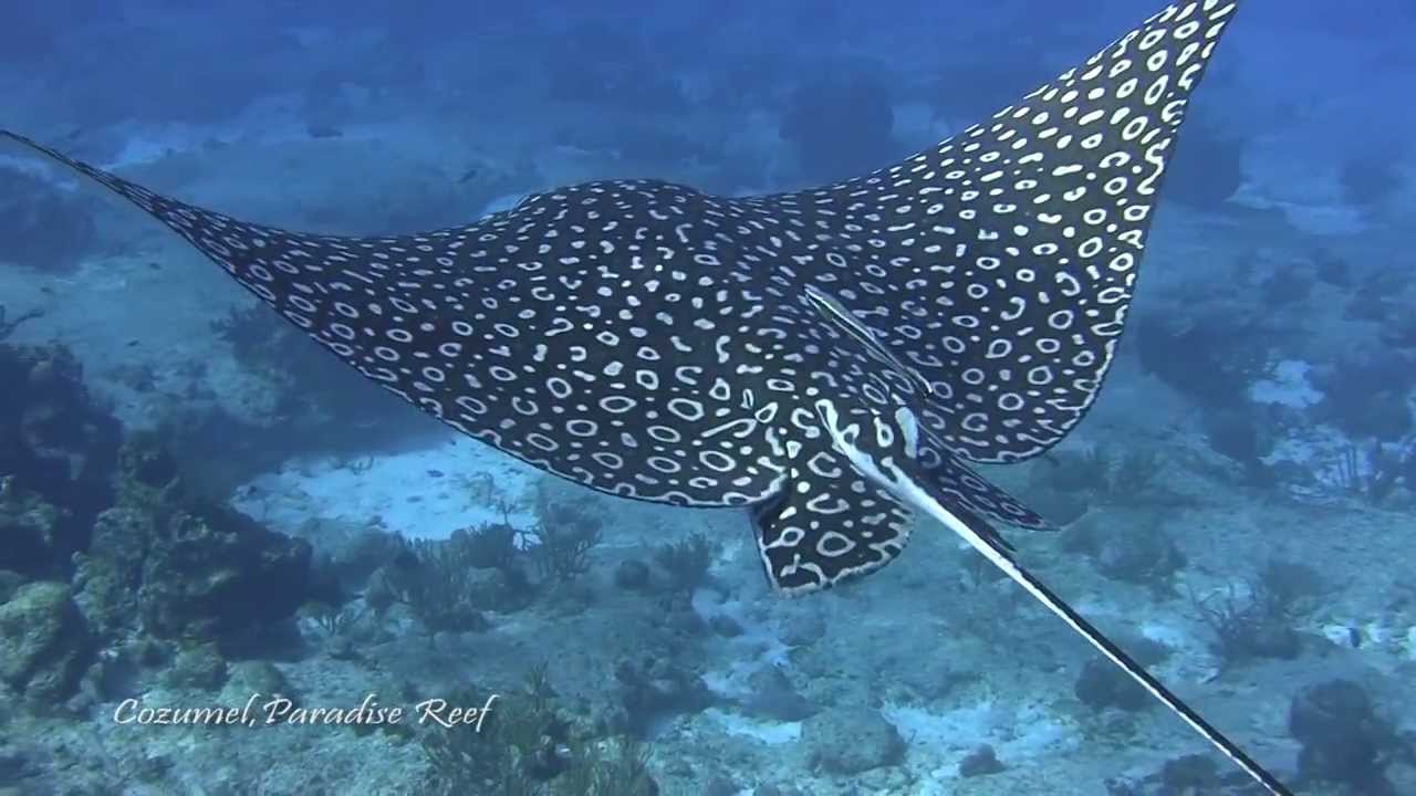 Cozumel Scuba Diving