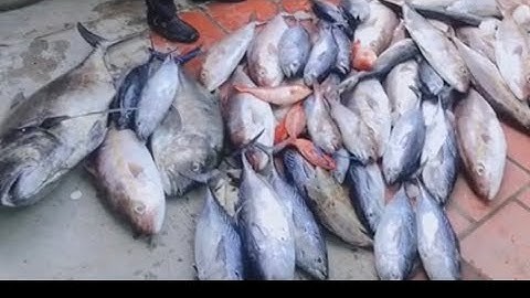 Tập 75: Cuộc chiến cá bè quỵt , câu jig rạng Phú quý gặp cá bè quỵt cụ