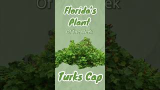 a Florida native understory plant