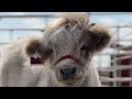 Part 3: Wash and Blowout of Homozygous Black Silver Highland