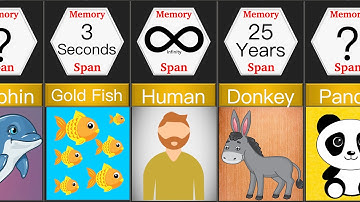 Memory Span of Animals | Comparison | DataRush 24