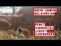 sapi Limosin melahirkan sapi simmental