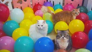 Cats vs 200 Balloons by Candace House 1,224 views 2 years ago 2 minutes, 39 seconds