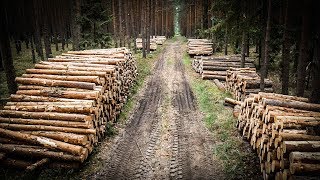 Sortymenty drewna - o co w tym wszystkim chodzi? || Okiem ZULa