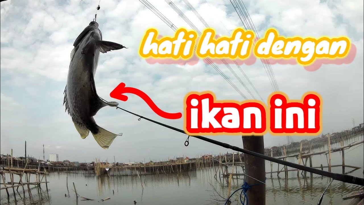 Mancing rucahan rumpon Sayung Demak// mancing mania semarang Rucahan