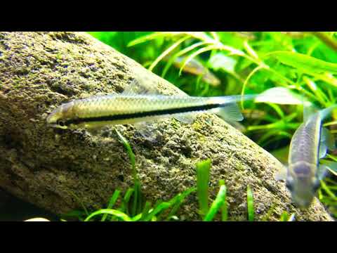 Video: Siamese Algae - A Perky Minke In Your Aquarium