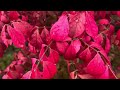 Fall foliage for leaf peepers