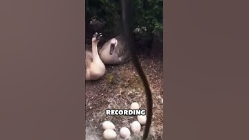 Ducklings Rescued from Venomous Snake!🐍🦆