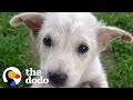 Street Puppy Rescued In A Shopping Bag Has A Whole New Personality Now | The Dodo