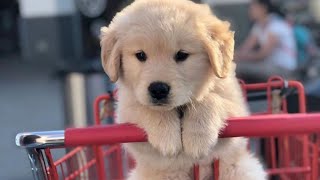 The most beautiful clips of cute little dogs