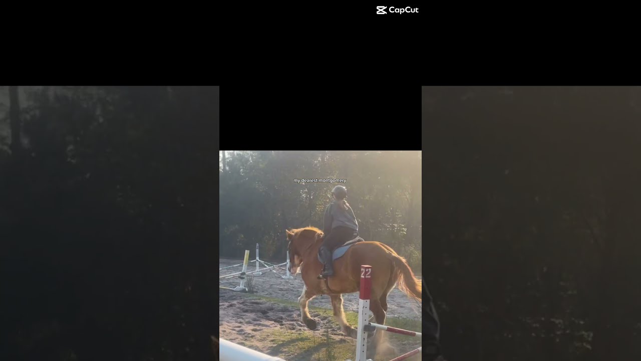 All Of These Horses Have Helped Me Grow Into The Rider I Am And M So Very Grateful For Them Horse