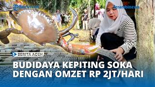 Generating Rp2 Million in Daily Revenue, Soft-Shell Crab Farming in Aceh Tamiang Visited by the M... screenshot 2