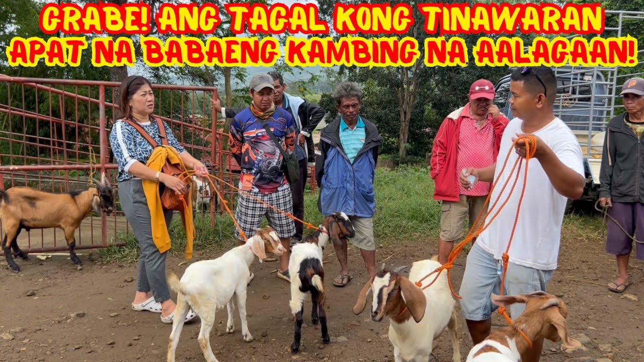 GRABE! ANG TAGAL KONG TINAWARAN APAT NA BABAENG KAMBING NA AALAGAAN! | SOLLE'S GANDANG BUHAY