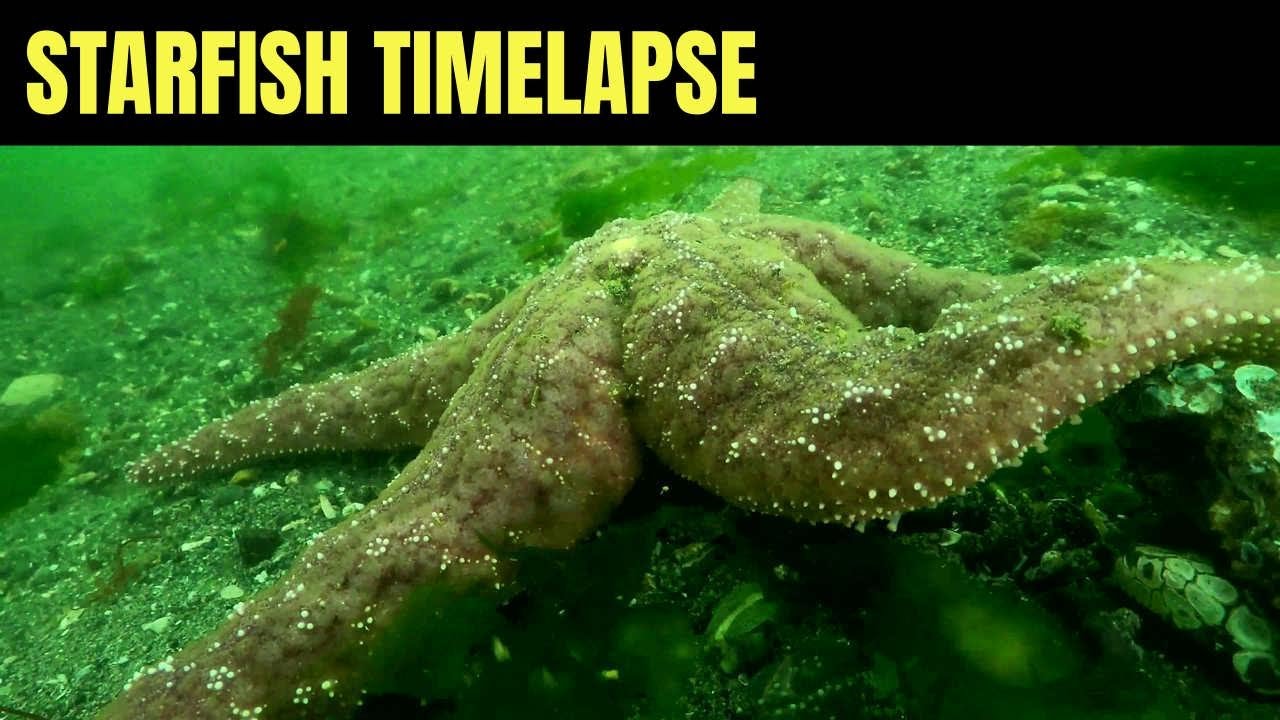 Ochre Sea Star Salish Sea Marine Wildlife Timelapse YouTube 4c-sea-star-feet-the-sea-star-can-move-slowly-using-its-flickr