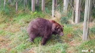 Walk the Walk | Brown Bear Language