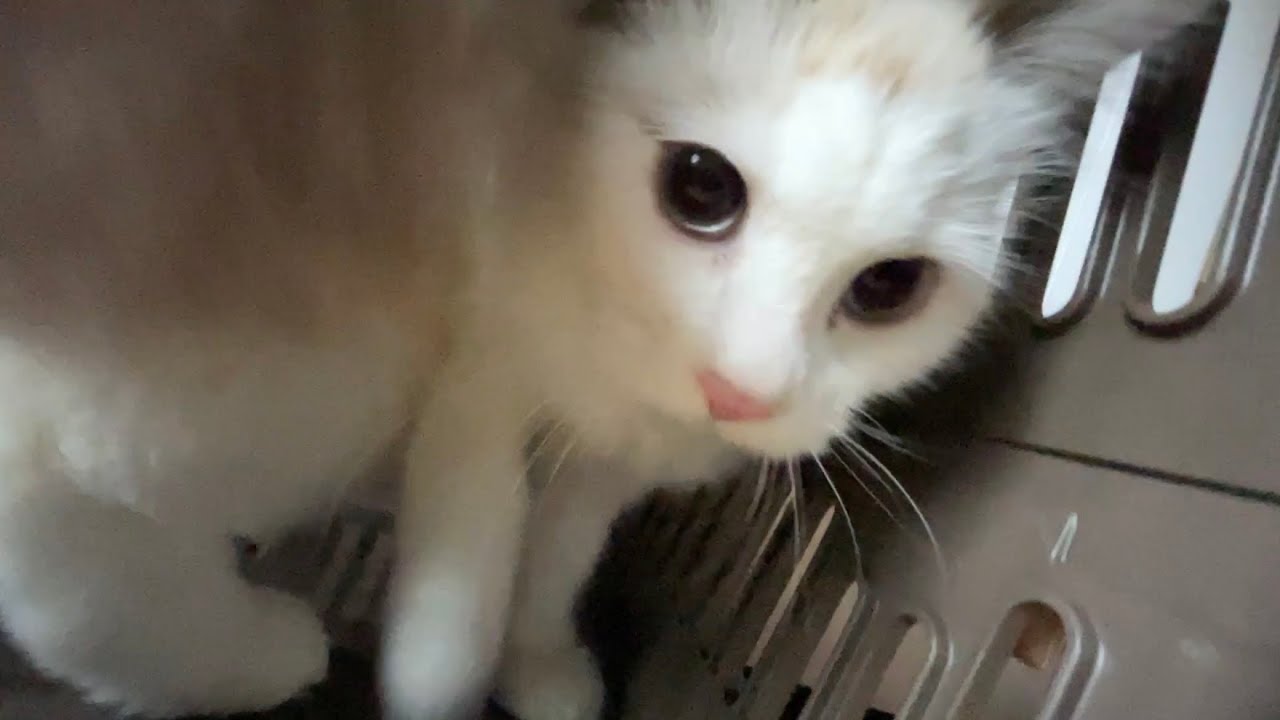 業者さんのお迎えをしたがる猫すーちゃん - YouTube