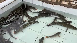 Baliq Narxlari Sirdaryoda Tutkani Keldik