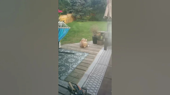 6:50am July 12, 2017 Dog Barking?