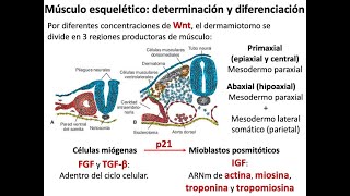 Embryology: Muscular System