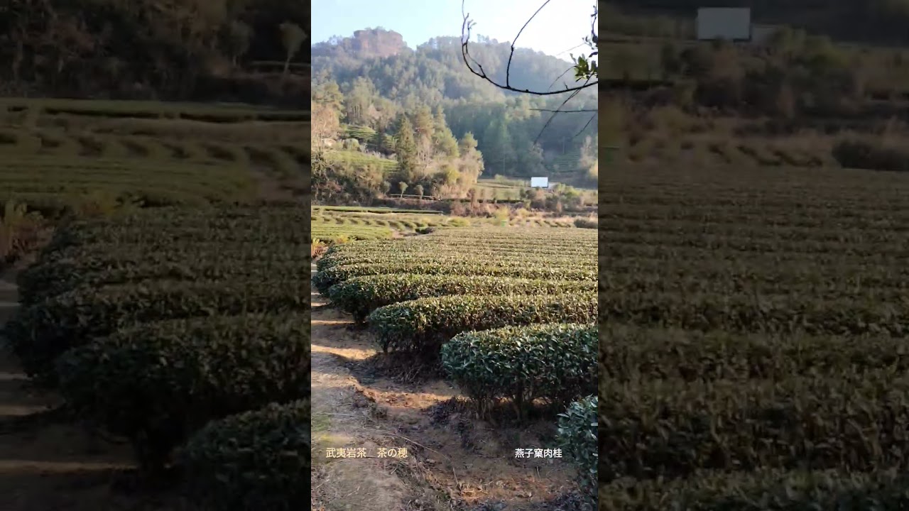 燕子窠肉桂 2024 (生態茶) | 武夷岩茶 茶の穂